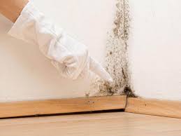 Best Environmental Consulting for Mold Prevention  in Montezuma, IA